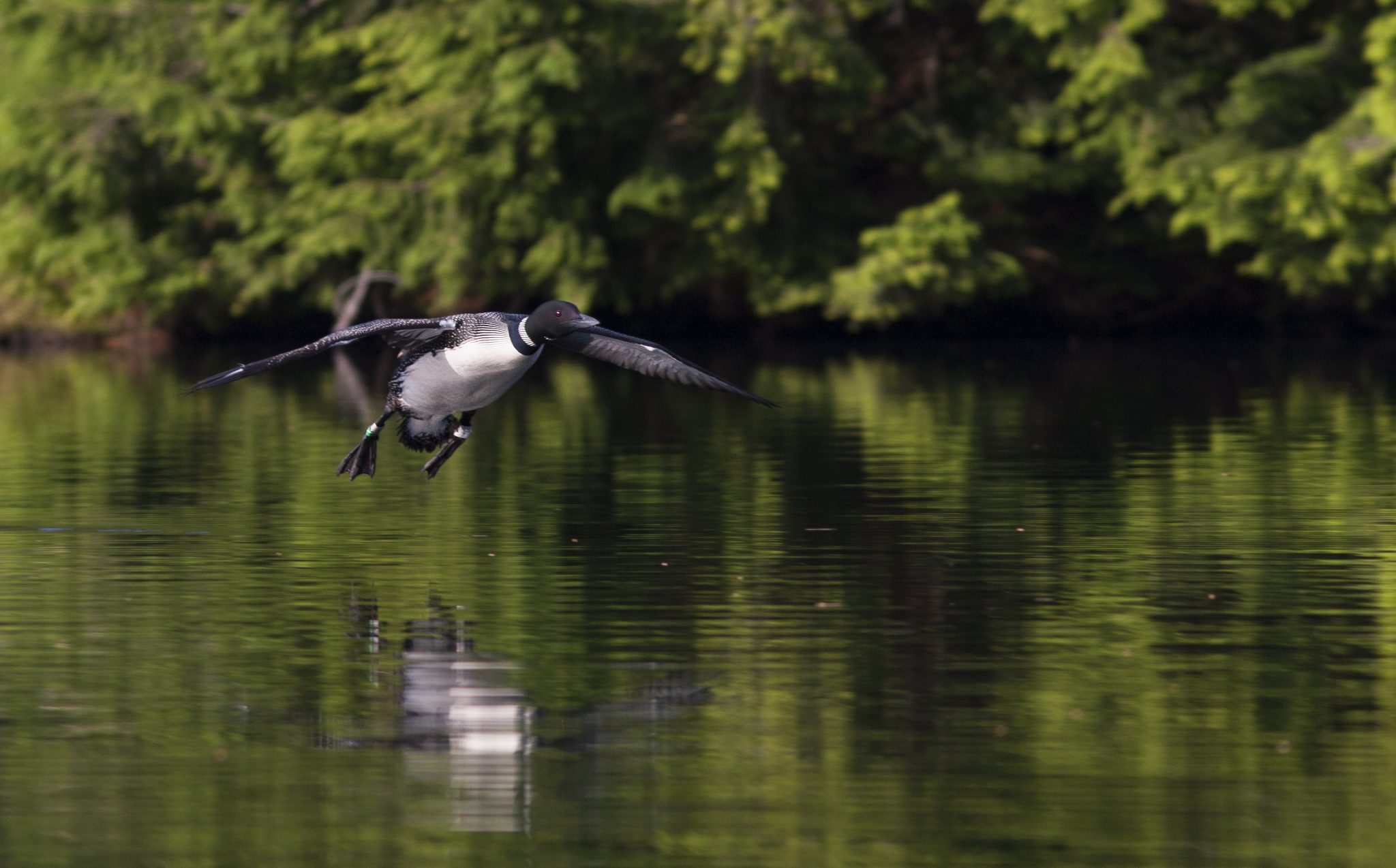 A black and white loon takes flight from a calm body of water.