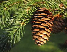 A close up photo of a sprig of a spruce tree with a pine cone. 
