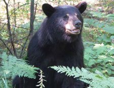 A black bear, upright on two legs, emerges from the forest. 