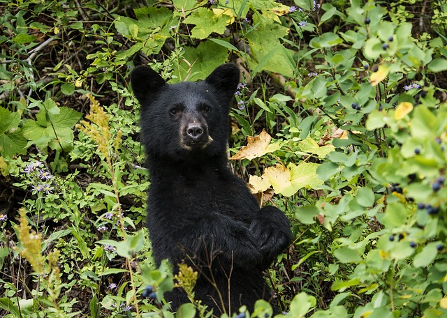 A bear on two legs peers out from a lush green forest canopy. 